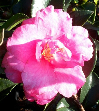 Camellia Shishi Gashira